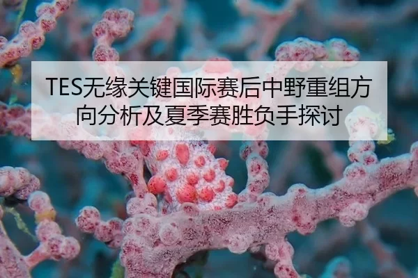 TES无缘关键国际赛后中野重组方向分析及夏季赛胜负手探讨